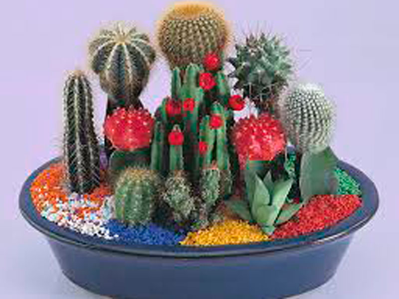 ¿Cómo hacer un centro de cactus?